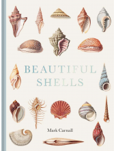 Beautiful Shells - Humanitas
