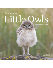 Audubon Little Owls Mini Wall Calendar 2027 - Humanitas