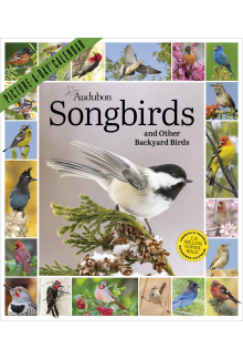 Audubon Songbirds and Other Backyard Birds Picture-A-Day® Wall Calendar 2027 - Humanitas