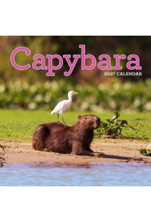 Capybara Wall Calendar 2027 - Humanitas