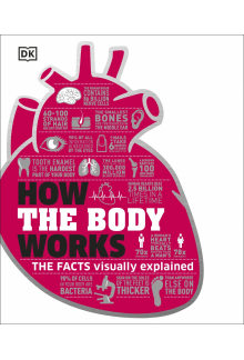 How the Body Works: The Facts Simply Explained - Humanitas