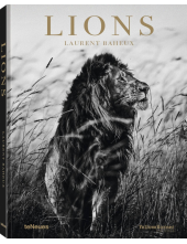 Lions - Humanitas