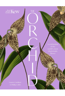 Orchid - Humanitas