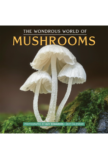 The Wondrous World of Mushrooms Wall Calendar 2027 - Humanitas