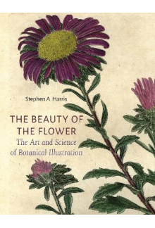 The Beauty of the Flower - Humanitas