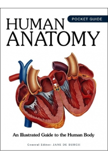 Human Anatomy: An Illustrated Guide to the Human Body - Humanitas