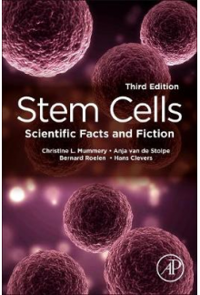 Stem Cells - Humanitas